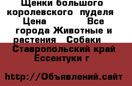 Щенки большого (королевского) пуделя › Цена ­ 25 000 - Все города Животные и растения » Собаки   . Ставропольский край,Ессентуки г.